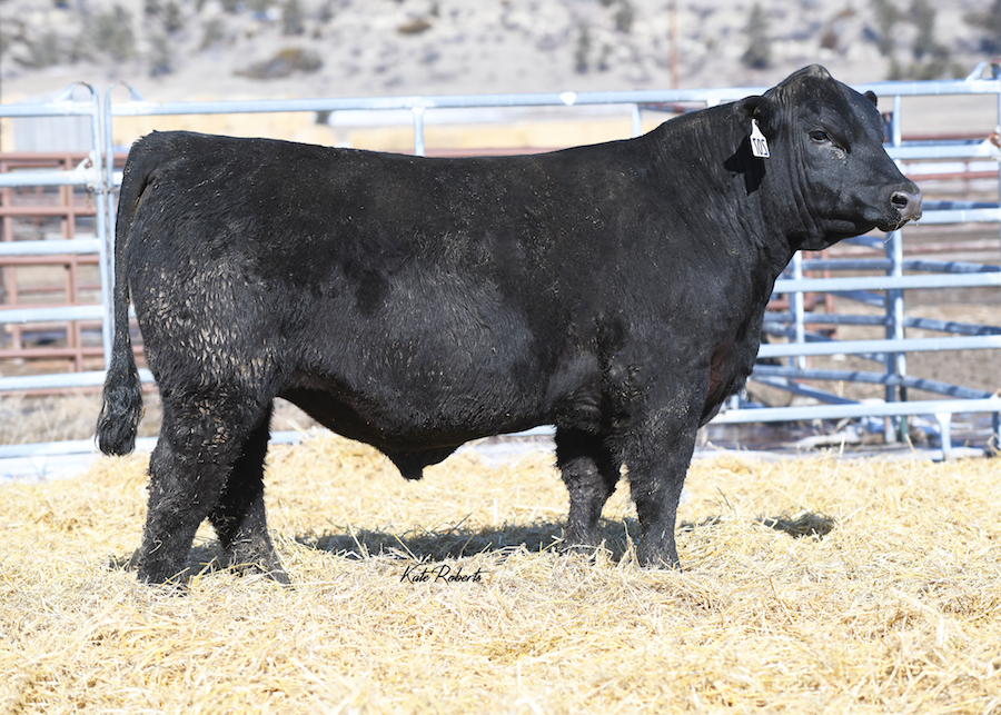 Angus Cattle For Sale RValue Farms